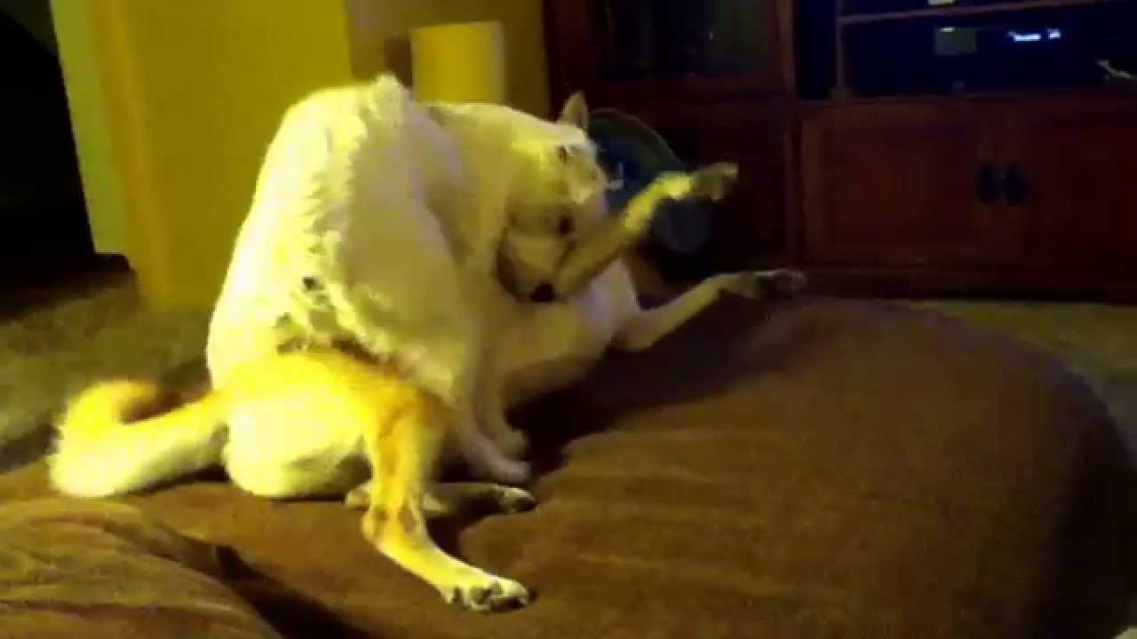 Dogs humping YouTube