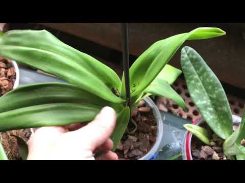 Orchideen im Wintergarten: Welche Arten jetzt wachsen oder pausieren