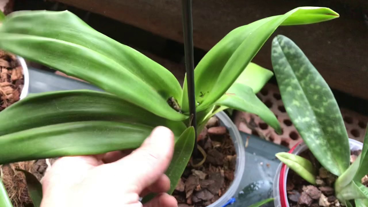 Orchideen im Wintergarten: Welche Arten jetzt wachsen oder pausieren