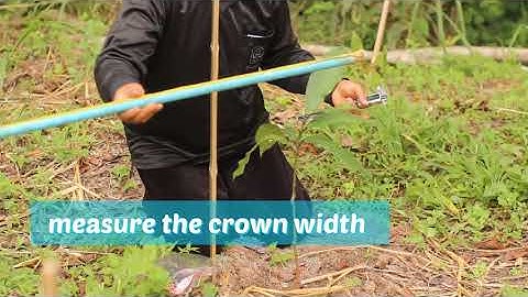 Monitoring Planted Trees