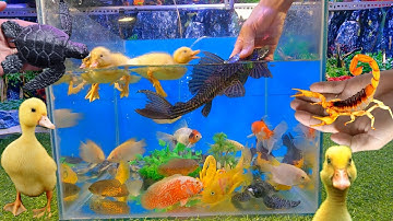 Cá tàu ngầm da beo bên trong hồ cá cảnh, vịt, cá ba đuôi, cá lóc thái, rùa biển tuyệt đẹp