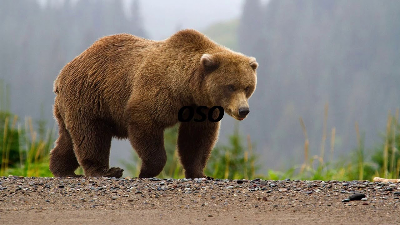 How To Say Bear In Spanish YouTube