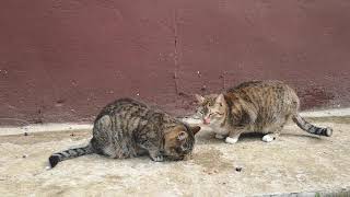 #catseat,#고양이,#fatcats,#cats Two similar cats were hungry by StreetWorld Cats 122 views 4 years ago 2 minutes, 23 seconds