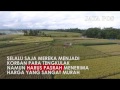 Panen  petani di tabanan pasrah