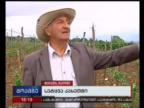 თელავის რაიონის სოფლები სეტყვამ დააზარალა