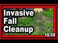 Invasive fall cleanup  wisconsin garden blog 641