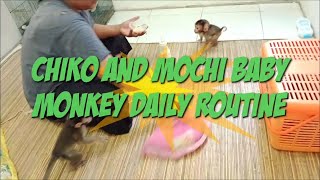 Super Cute Baby Monkey Daily Discipline
