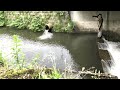 小さな川の小さなトンネルの下から来るのだぜ!