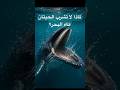 لماذا لا تشرب الحيتان ماء البحر سر مذهل عن أعماق المحيط 