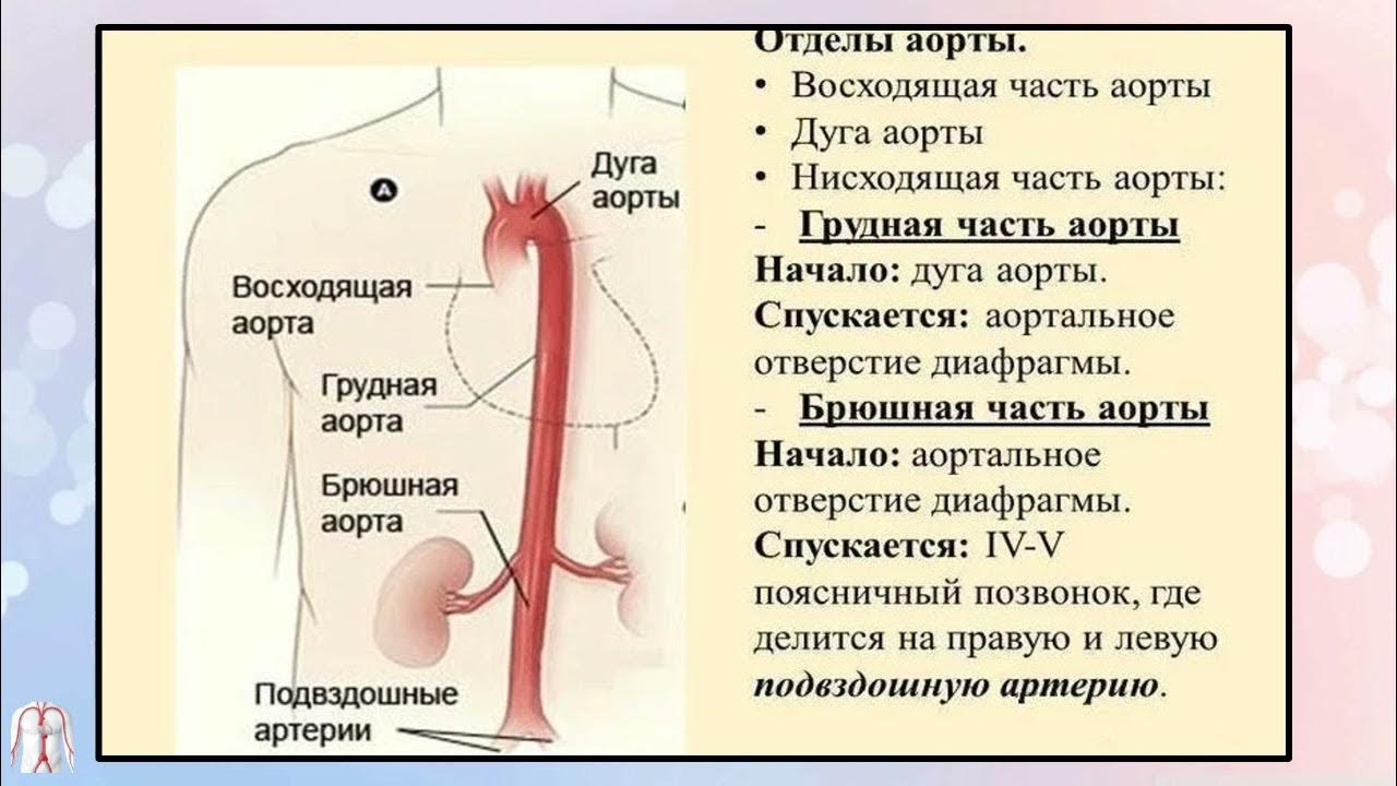 Аорты человека схема расположения