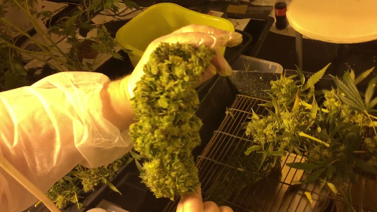 bud trimmer jobs near me bud trimmer jobs near me