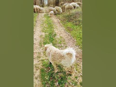 White Pulin, Бели Пулин - YouTube