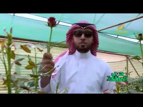 تبوك مدينة الورد زيارة لواحدة من أكبر مزارع الورد فيها