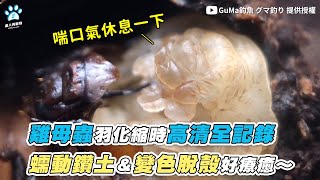 【雞母蟲羽化縮時高清全記錄 蠕動鑽土＆變色脫殼好療癒～】｜GuMa釣魚 グマ釣り
