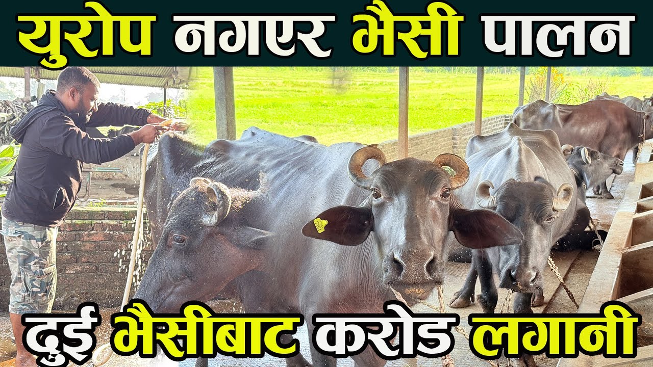 युरोप नगएर भैसी पालन ,दुई भैसीबाट सुरु करोड लगानी bhaisi palan nepal