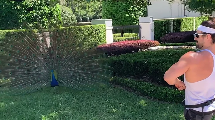 Bodybuilder DECIMATES Peacock In Posedown