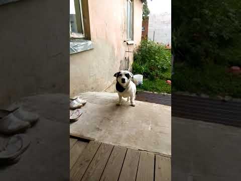 Video: Mans Suns Ir Pretstats Terapijas Dzīvniekam. Viņa Joprojām Palīdz Manam