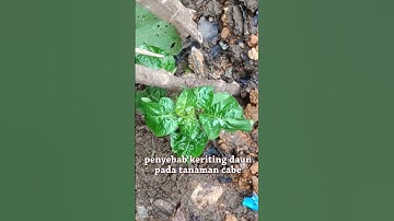 penyakit keriting daun pada tanaman cabe #cabe #tanamancabe #penyakitcabe #cabai