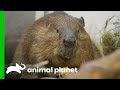 Isabella the Beaver Needs a Tooth Trimming! | The Zoo