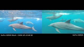 INON UFL-G140 Gopro ダイビング 水中レンズ ワイコン mqdefault.jpg