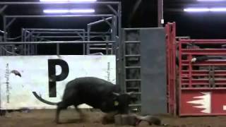 D&H 2013 Yearling Bull Sale