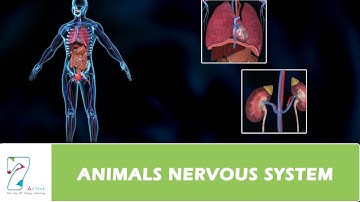 ANIMALS NERVOUS SYSTEM