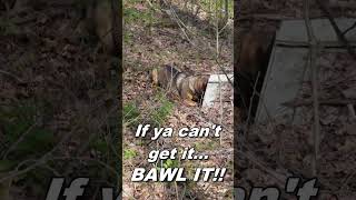 My hound went CRAZY over this hole!!! #hound #hunting #huntingdog