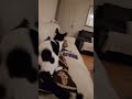 #cats #funnyanimals #kittencomedy