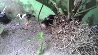 anakan ayam pakhoy,umur 1 bulan