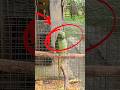 Mini vlog With parrot Bird and murgi ! Baarish ho raha hai #parrot #murgi #minivlog