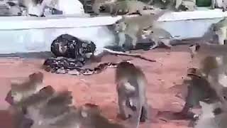 Python Attack Monkey