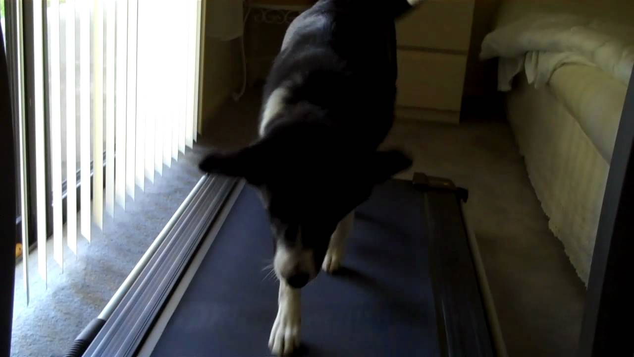 Nellie the border collie on treadmill YouTube