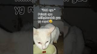 odd eye#white cat#kucing kampung #viral#kucinglucu #kucing absurd