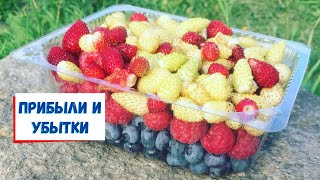 видео: На чем заработало ягодное хозяйство картинка: На чем заработало ягодное хозяйство