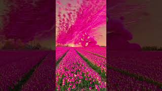 Amazing beautiful wallpaper Pink flowers 🌹#shorts screenshot 2