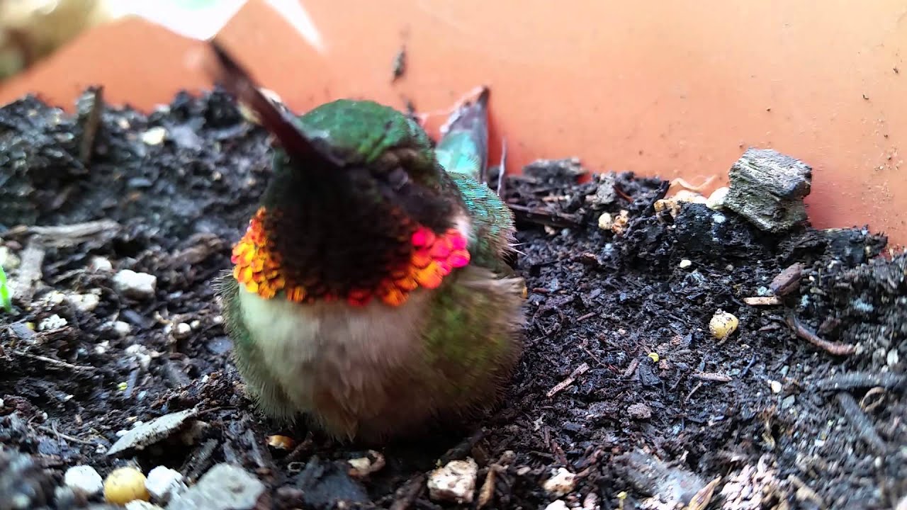 hummingbird rescued - YouTube