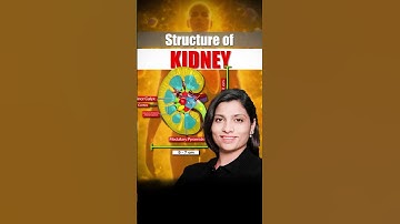 Structure of Kidney #neetbiology #neet #neetexam #neetpreparation #neet2025 #kidney