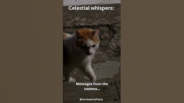 Celestial Whispers: Secrets from the Stars #shorts #cat #subscribe