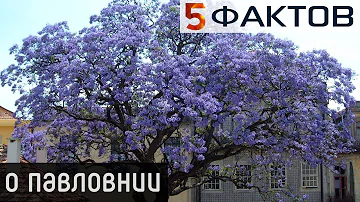 ⭐️ 5 ПОРАЗИТЕЛЬНЫХ фактов о сказочном дереве ПАВЛОВНИЯ!