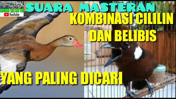 SUARA MASTERAN CILILIN | BELIBIS || PALING DICARI || 2021 | [ MASTERAN ]."