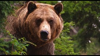 OSO GRIZZLY, el animal mas peligroso del humano #animales #animals #animalessalvajes