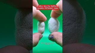 My favorite is when two #silkworms make one #silk cocoon together #moths #silkmoths