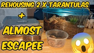 Rehousing NEW tarantulas