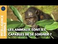 L Automédication Chez Les Singes I IA