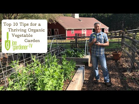 Video: Growing An Organic Vegetable Garden