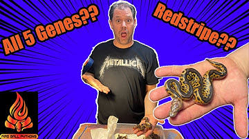 Cypress Redstripe Clown Combos!! Egg Cutting #eggcutting #ballpython #snakes