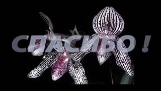 видео: Новая орхидея в коллекции - Венерин Башмачок. картинка: Новая орхидея в коллекции - Венерин Башмачок.