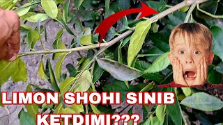 5 Yoshli Limon qancha hosil beradi? Mutaxasis bilan birga ishlang va yaxshi natijaga erishin...