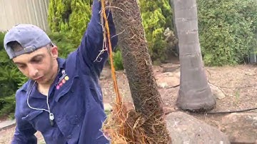 Tree root removal from stormwater pipes