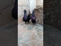 بسم الله ماشاء الله الله يبرك جوز على الكيف بايمل سود